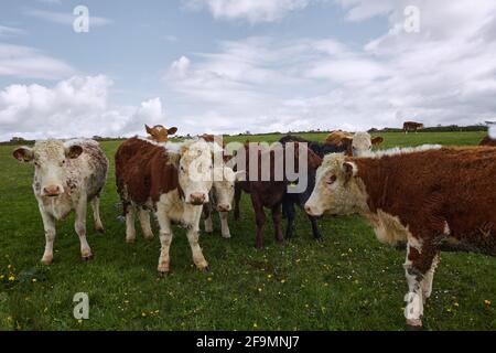 troupeau de vaches regardant à la caméra. Scène rurale irlandaise. Banque D'Images