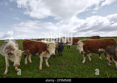 troupeau de vaches regardant à la caméra. Scène rurale irlandaise. Banque D'Images