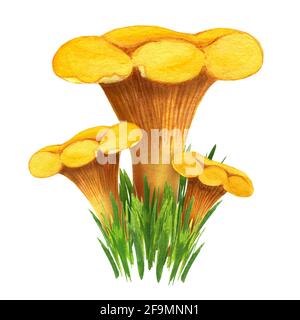 Bouquet de chanterelles dorées dans l'herbe, vue de face Banque D'Images