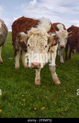 grand troupeau de vaches et de veaux dans le champ ouvert. Banque D'Images