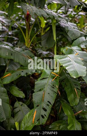 Cliché vertical de feuilles de canne vert muet cultivées en A. forêt Banque D'Images