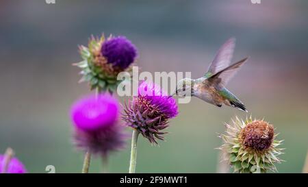 Femelle de colibri à queue large se nourrissant sur un fond flou de fleur Banque D'Images