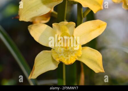 Cymbidium de couleur jaune , communément connu sous le nom d'orchidée de bateau Banque D'Images