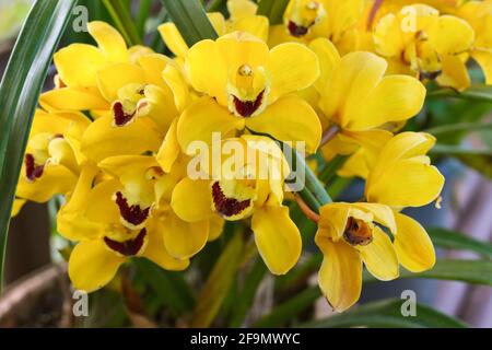 Cymbidium de couleur jaune , communément connu sous le nom d'orchidée de bateau Banque D'Images