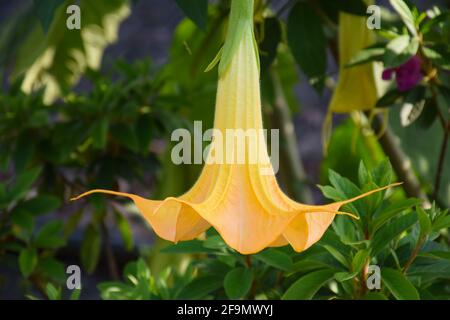 Trompette d'Ange Brugmansia de couleur jaune Banque D'Images