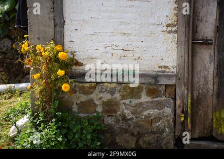Jaune marigold avec feuilles vertes Banque D'Images