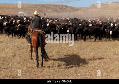 WY04136-00...WYOMING - Cowboys dans une ronde de bovins sur le Willow Creek Ranch. Banque D'Images