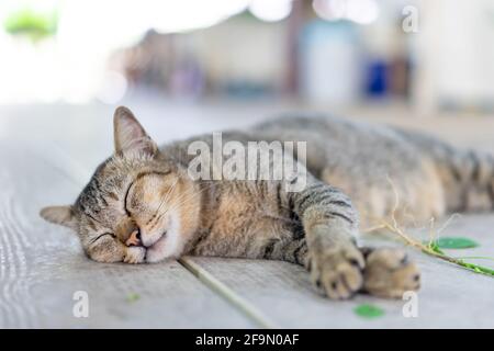 Un chat gris drôles dort après avoir pris une racine de copperleaf indien (catnip) sur le plancher de bois. Banque D'Images