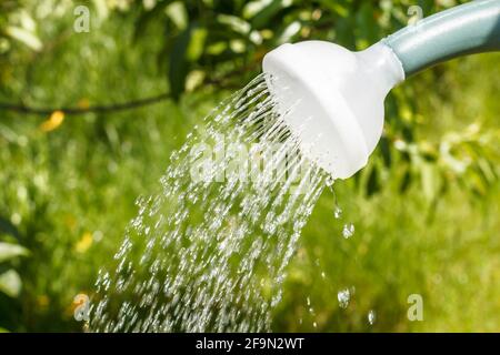 Gros plan de l'eau qui coule d'un arrosoir. Banque D'Images