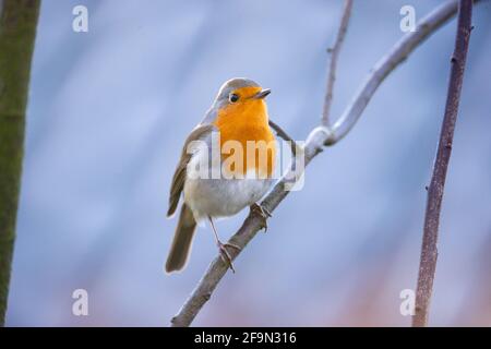 Hambourg, Allemagne. 1er mars 2021. Un robin (erithacus rubecula) se trouve sur une branche. Credit: Jonas Walzberg/dpa/Alay Live News Banque D'Images