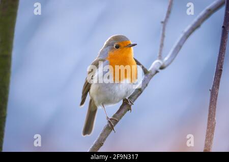 Hambourg, Allemagne. 1er mars 2021. Un robin (erithacus rubecula) se trouve sur une branche. Credit: Jonas Walzberg/dpa/Alay Live News Banque D'Images