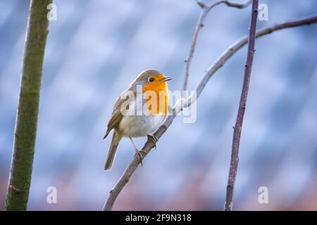 Hambourg, Allemagne. 1er mars 2021. Un robin (erithacus rubecula) se trouve sur une branche. Credit: Jonas Walzberg/dpa/Alay Live News Banque D'Images