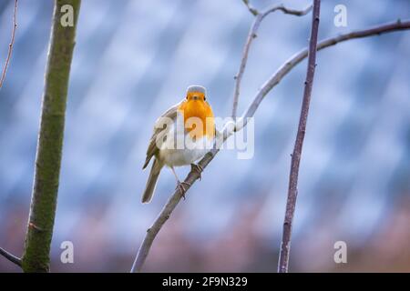 Hambourg, Allemagne. 1er mars 2021. Un robin (erithacus rubecula) se trouve sur une branche. Credit: Jonas Walzberg/dpa/Alay Live News Banque D'Images