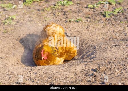Une seule poule ayant un bain de poussière dans une journée ensoleillée Banque D'Images