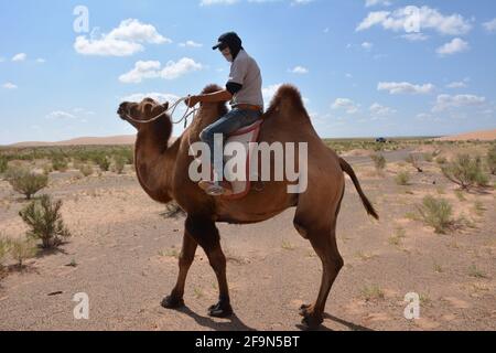 Promenade à dos de chameau de Bactrian pour les touristes aux dunes de sable de Moltsog Els, désert de Gobi, Mongolie. Banque D'Images