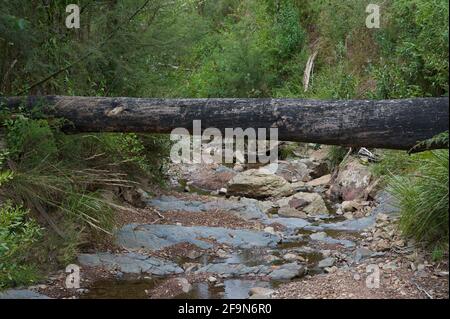 La majeure partie du parc national de Kinglake a été brûlée dans les feux du samedi noir de 2009, y compris ce coin sud-est autour du ruisseau Jerusalem. Banque D'Images