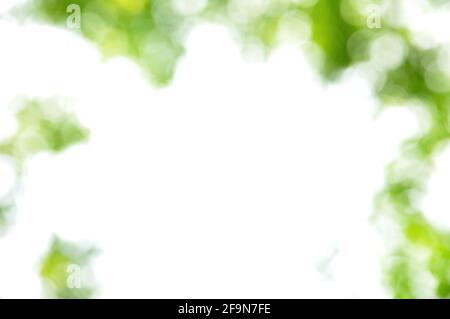 Vert Nature bokeh abstract background Banque D'Images