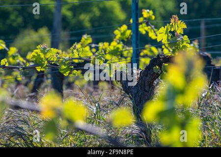 Nouveau bug et laisse pousser au début de printemps sur un treillis de vigne vignoble de Bordeaux Banque D'Images