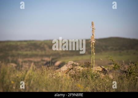 Vue d'été sur le Mont Erciyes à Kayseri, avec des fleurs sauvages. Aschodeline globifera Cappadocia, Turquie. Photo paysage Banque D'Images