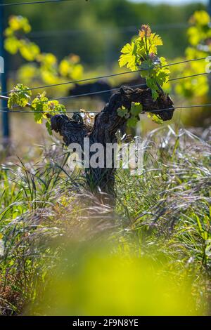 Nouveau bug et laisse pousser au début de printemps sur un treillis de vigne vignoble de Bordeaux Banque D'Images