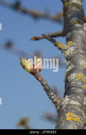 Fleur de cerisier bourgeons contre un ciel bleu dans le jardin de printemps. Branche d'arbre avec lichen jaune, fond Springtime Banque D'Images