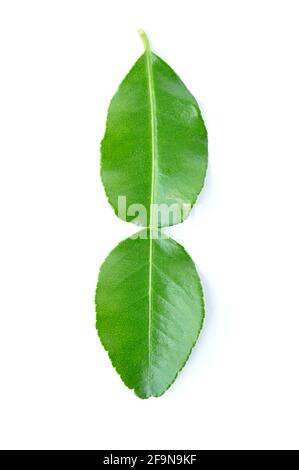 Feuilles de kaffir vert citron - isolées sur blanc - herbes Ingrédients utilisés dans la cuisine de l'Asie du Sud-est Banque D'Images