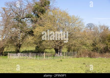 Ancien chêne clôturé sur le terrain, South Elmham, Suffolk, Angleterre, Royaume-Uni Banque D'Images