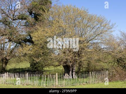 Ancien chêne clôturé sur le terrain, South Elmham, Suffolk, Angleterre, Royaume-Uni Banque D'Images