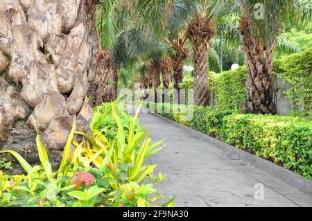 Promenade dans le jardin avec haies et palmiers le long deux côtés Banque D'Images