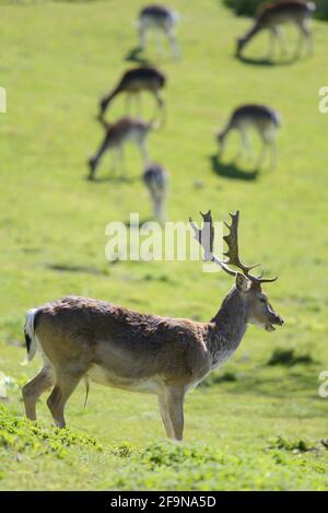 Cerf de Virginie (Dama dama) stag / mâle en premier plan avec des femelles / arrière-arrière-arrière - à Boughton Monchelsea deerpark. Royaume-Uni, Kent, fin juin. Banque D'Images