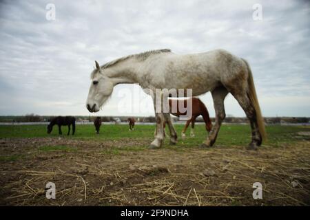 les chevaux se broutent dans un champ de paddle sur une source trouble jour Banque D'Images
