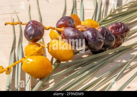 Concept de jeûne du ramadan musulman: De nombreux fruits bruns et jaunes couchés sur une feuille de palmier. Expérience culinaire végétalienne avec espace de copie. Personne. Doux Banque D'Images