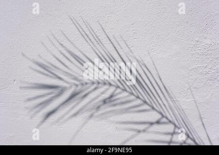Feuilles de palmier sur un mur blanc. Texture et matériau de surface. Ombre botanique. Espace vide pour l'envoi de SMS et l'espace de copie. Ombre tropicale sous la lumière du soleil. Banque D'Images