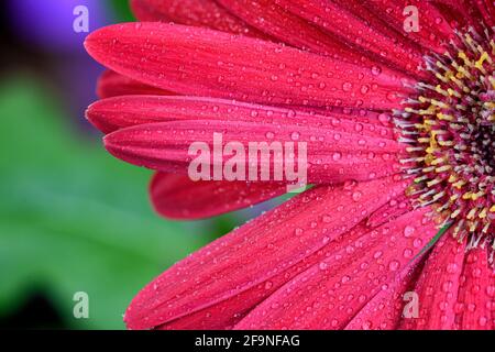Gerbera rouge fleur fleur avec de l'eau gouttes - close up shot détails photo le printemps ! Banque D'Images