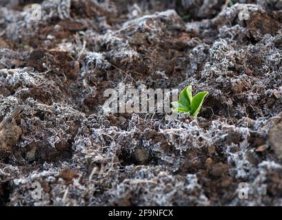 Accent sélectif sur une jeune plante nouvellement formée survit à l' gel de fin de printemps planté dans le compost sur un jardin d'allotement ou un arrière-plan flou de ferme à Banque D'Images