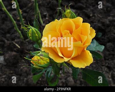 Belle rose jaune fleuri dans le jardin Banque D'Images