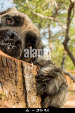 Gros plan d'un chien de boerboel Retriever, qui se trouve sur un tronc d'arbre. Banque D'Images