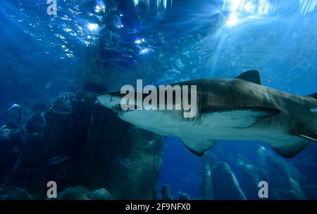 Un couple de requins tigres (Carcharias taurus) nageant dans l'eau bleue Banque D'Images