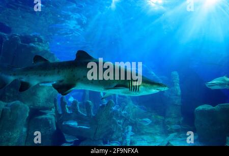 Un couple de requins tigres (Carcharias taurus) nageant dans l'eau bleue Banque D'Images