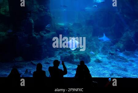 Istanbul, Turquie. Silhouettes de personnes bénéficiant de vues sur la vie sous-marine. Les touristes regardent les raies manta nager dans l'aquarium d'Istanbul (akvaryum) Banque D'Images