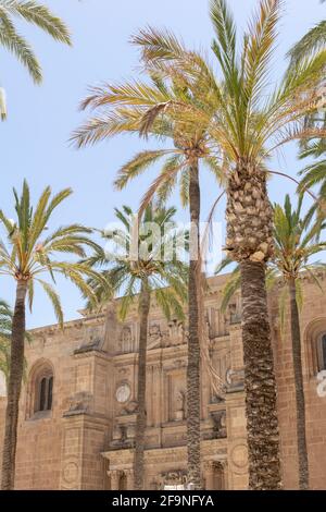Photo en bas angle de palmiers avec la cathédrale d'Almeria l'arrière-plan Banque D'Images