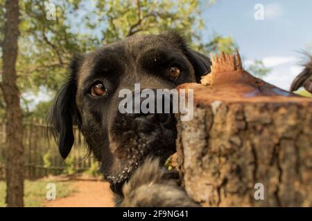 Gros plan d'un chien de boerboel retriever, qui passe devant un tronc d'arbre. Banque D'Images