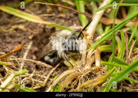 Abeille minière de l'ashy / Andrena cineraria Banque D'Images