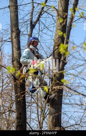 Moscou. Russie. 17 avril 2021. Un travailleur dans un casque est suspendu à des cordes au sommet d'un arbre et coupe une branche à l'aide d'une tronçonneuse. Rajeunissement de Banque D'Images