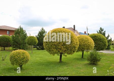 Saule de crack ornemental ou saule cassant (Salix fragilis) taillé. La couronne sphérique de l'arbre. Aménagement paysager. Banque D'Images