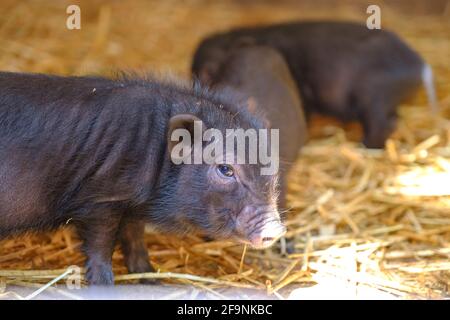 Jeune sanglier, sus scrofa. Petits porcelets sur la paille. Groupe d'animaux de porc nouveau-nés se tenant près les uns des autres Banque D'Images