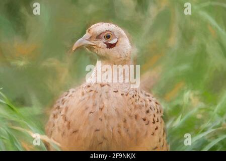 Peinture numérique d'un oiseau de chasse faisan commun femelle, Phasianus colchicus de la famille Pheasant Phasianidae Banque D'Images