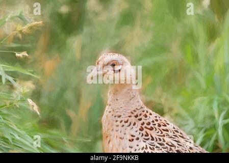 Peinture numérique d'un oiseau de chasse faisan commun femelle, Phasianus colchicus de la famille Pheasant Phasianidae Banque D'Images