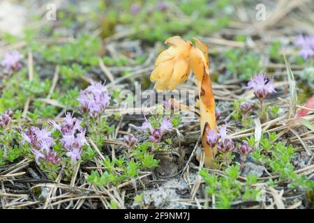 Dutchman's Pipe, Monotroppa hypopitys croissant parmi le thym de breckland, Thymus serpyllum dans un environnement sec Banque D'Images