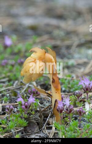 Dutchman's Pipe, Monotroppa hypopitys croissant parmi le thym de breckland, Thymus serpyllum dans un environnement sec Banque D'Images